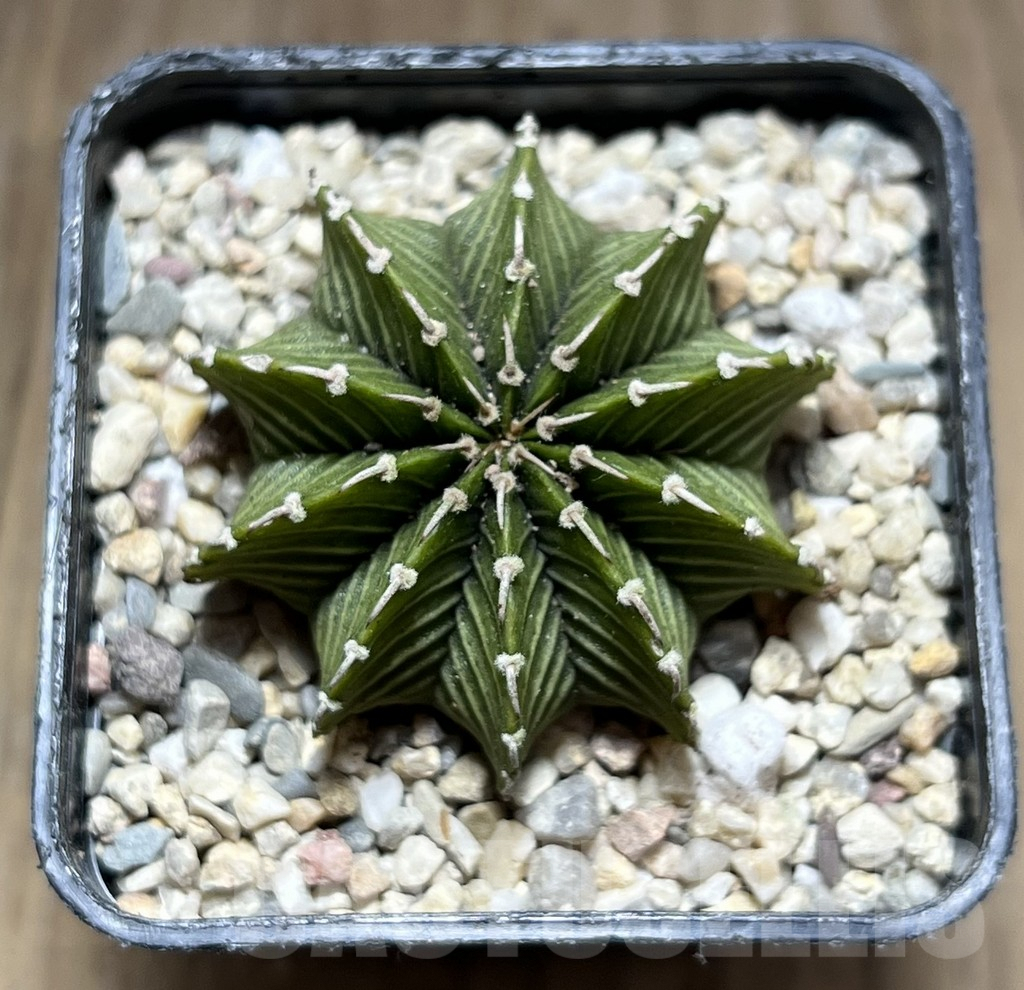 SHPR28045 Gymnocalycium friedrichii LB 2178 ‘Lime color’ - Image 2