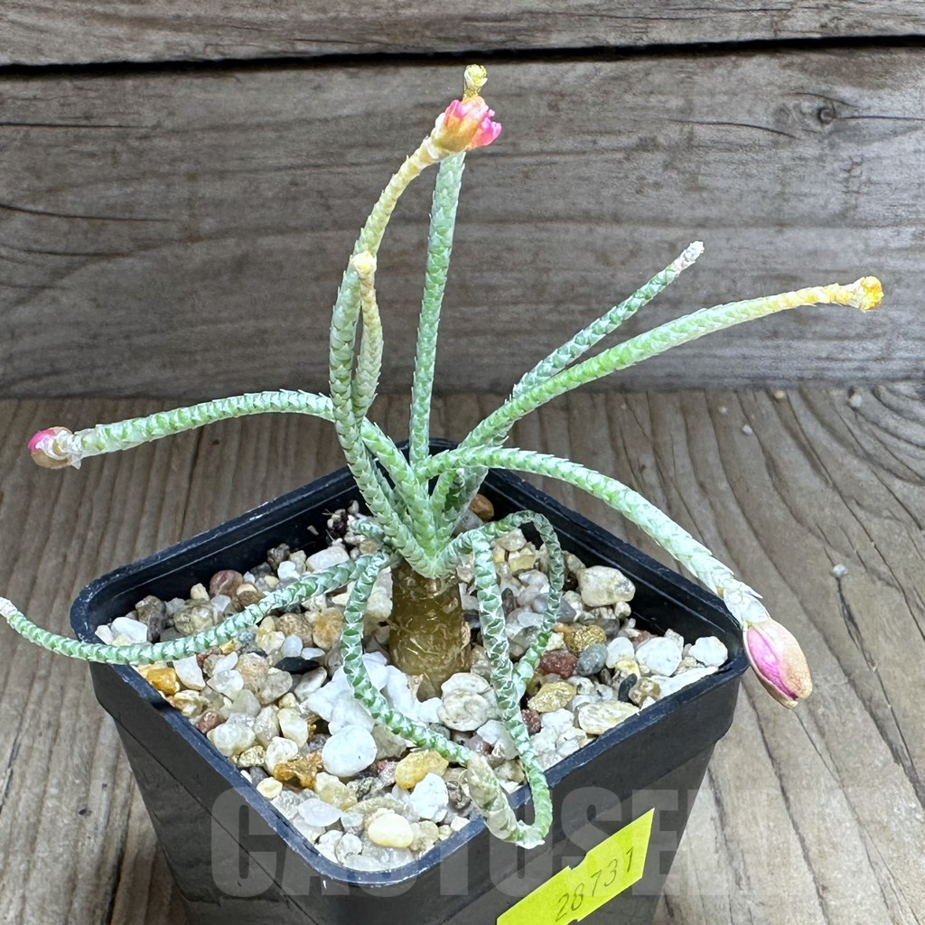 SHPR28731 Avonia quinaria