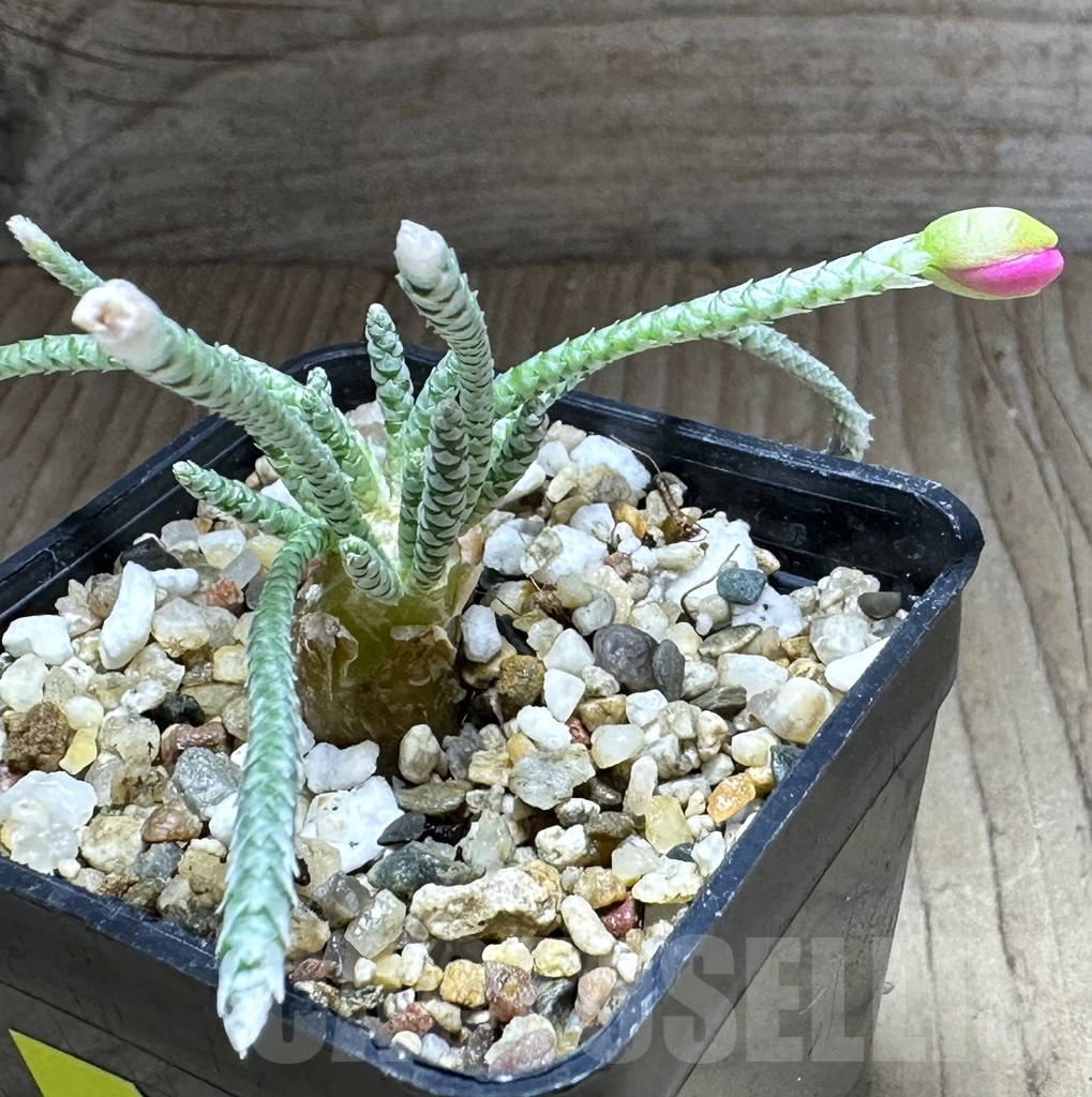 SHPR28732 Avonia quinaria