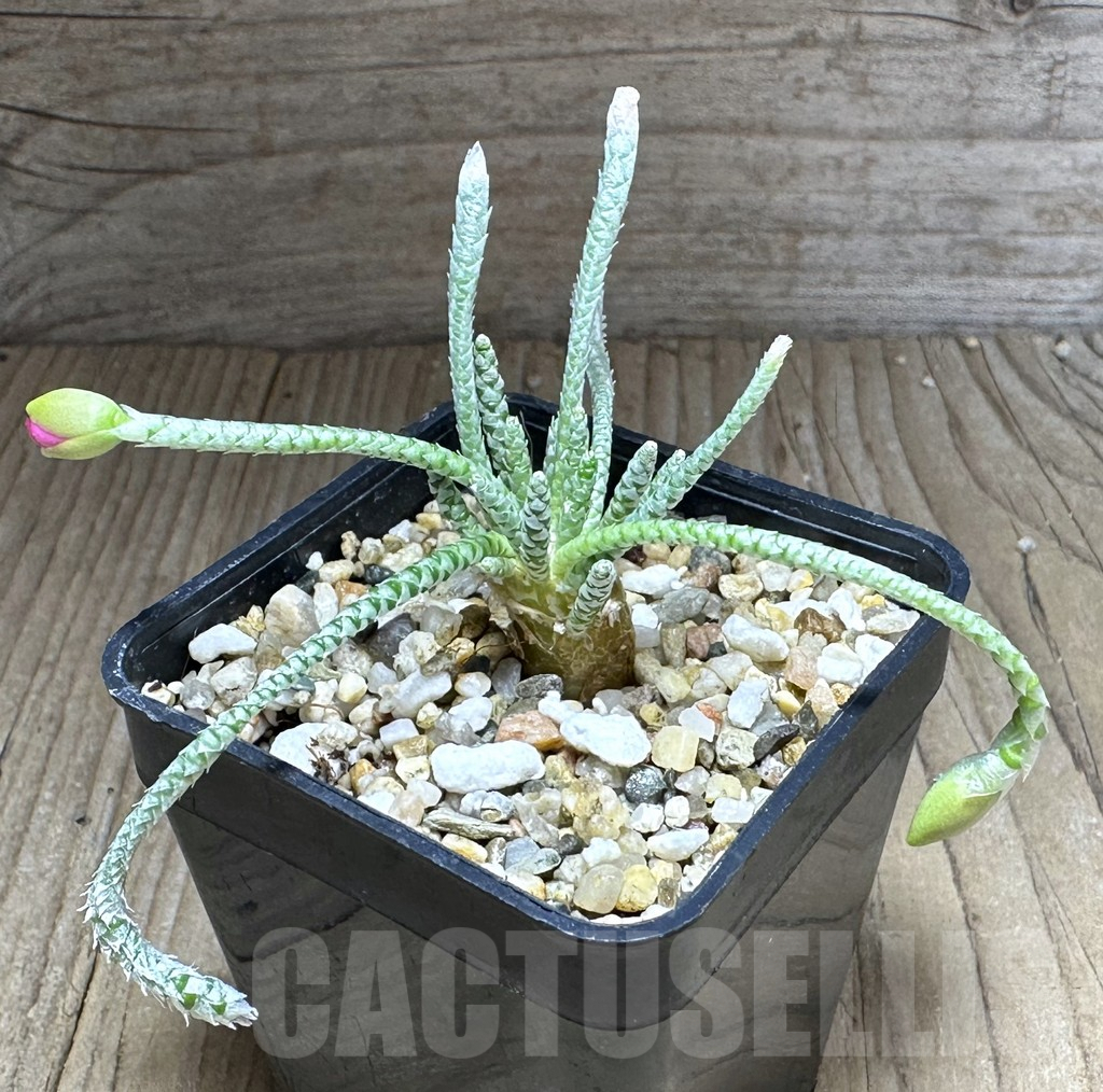 SHPR28732 Avonia quinaria - Image 2