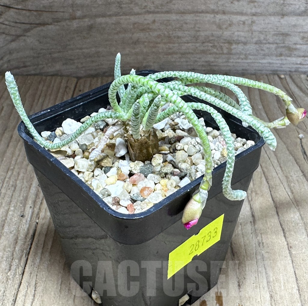 SHPR28733 Avonia quinaria