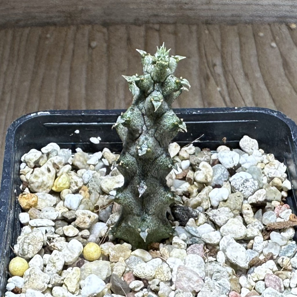 SHPR28734 Ceropegia stapeliiformis f. monstrosa