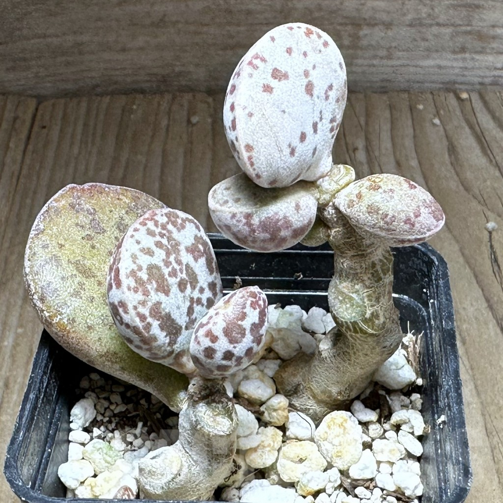 SHPR28735 Adromischus marianae v. hallii CR 1235, NE of Skimmelberg