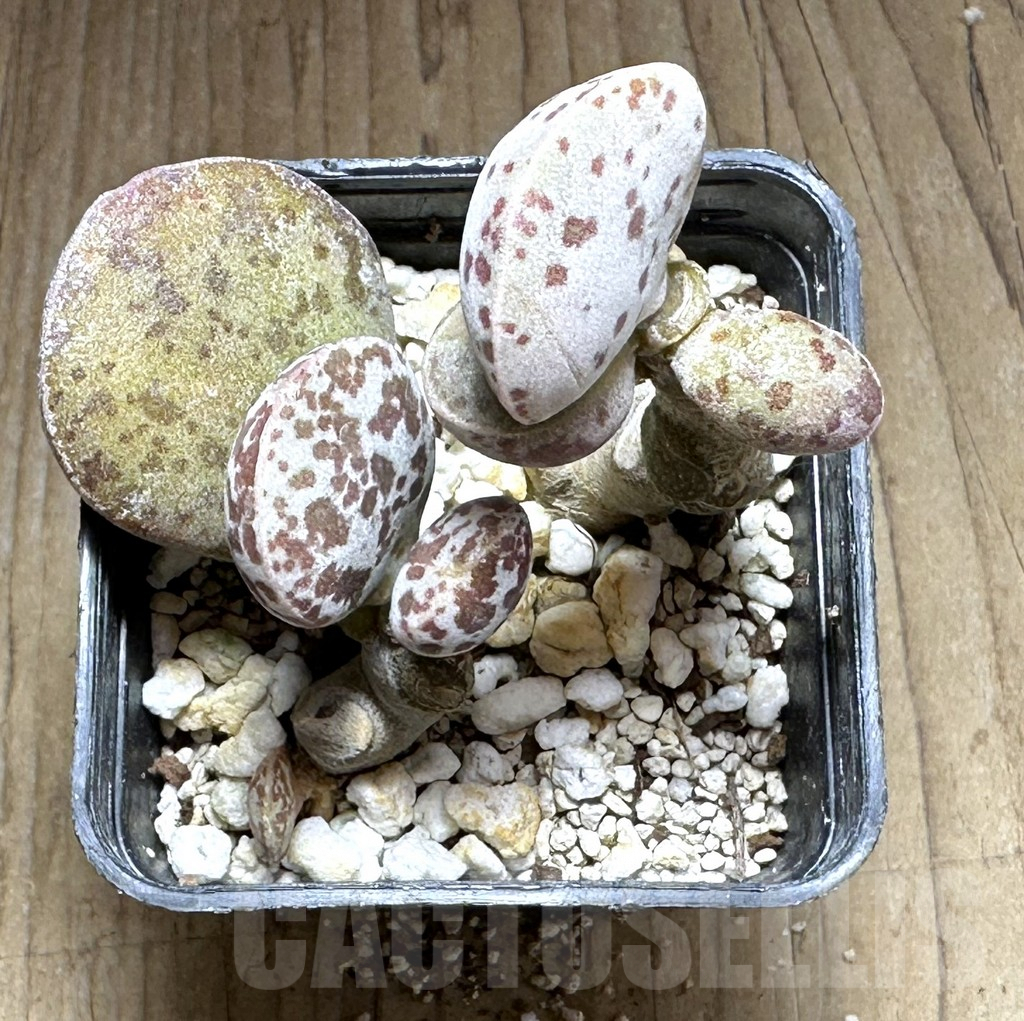 SHPR28735 Adromischus marianae v. hallii CR 1235, NE of Skimmelberg - immagine 3