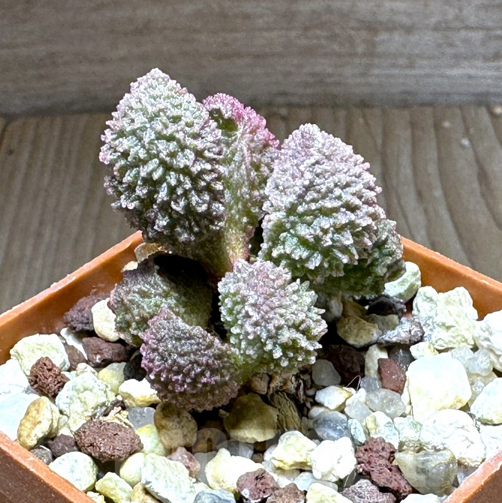 SHPR28736 Adromischus marianae hybrid