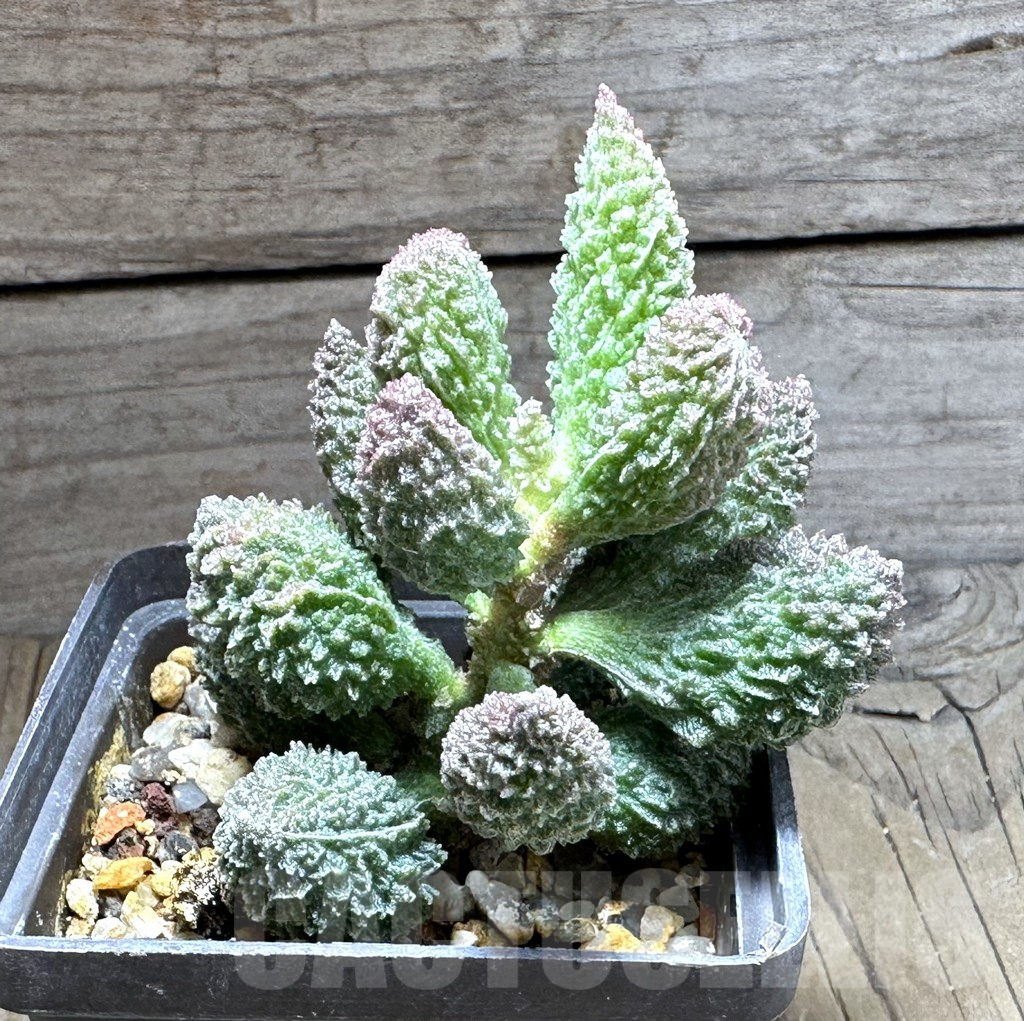 SHPR28737 Adromischus marianae v. herrei