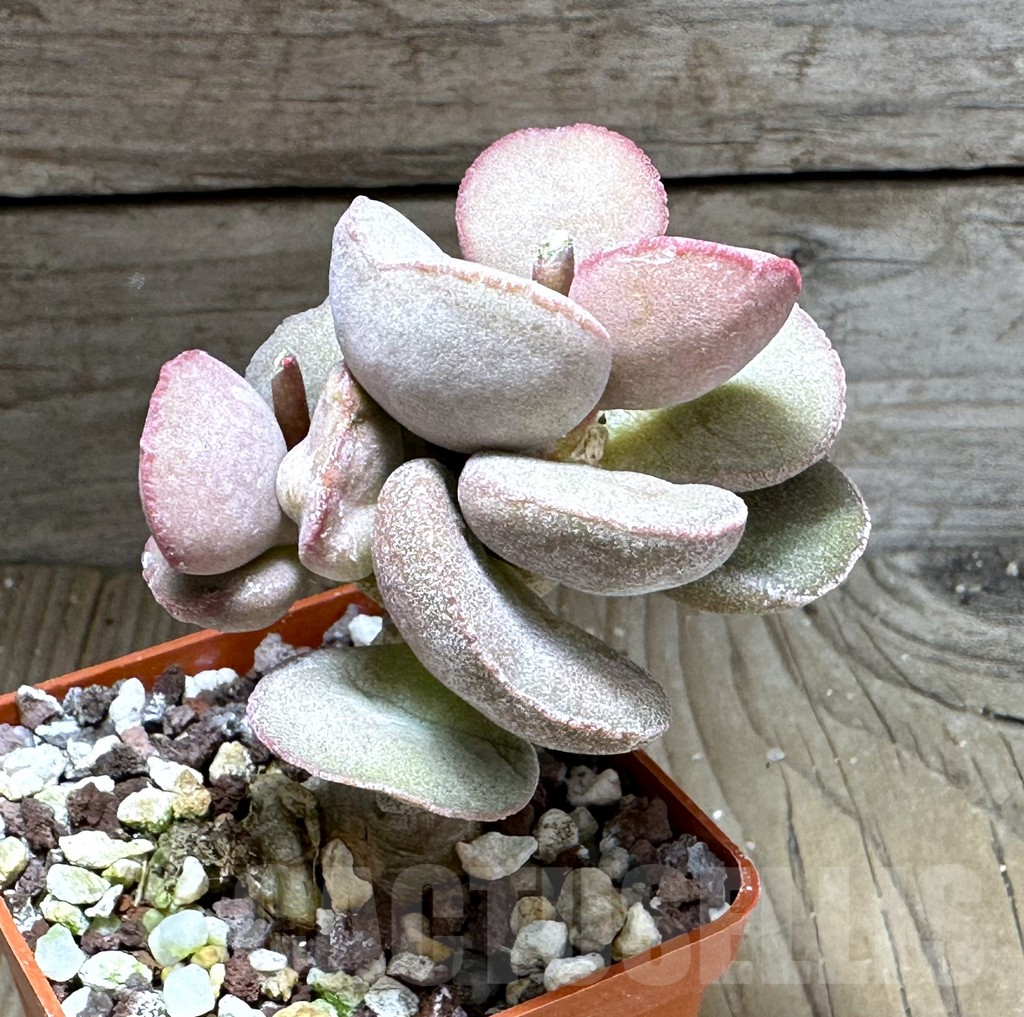 SHPR28739 Adromischus marianiae hallii "Pink Hearts" - Obrázek 2