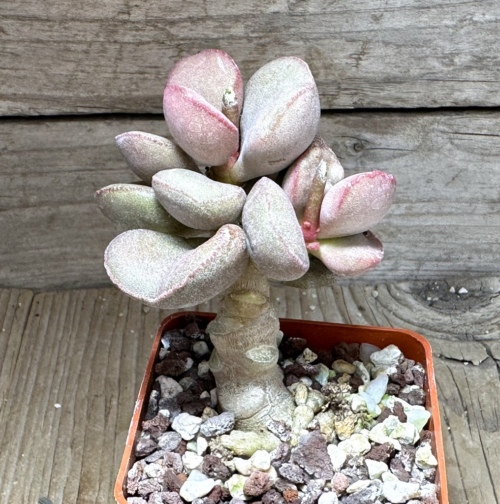 SHPR28739 Adromischus marianiae hallii "Pink Hearts"