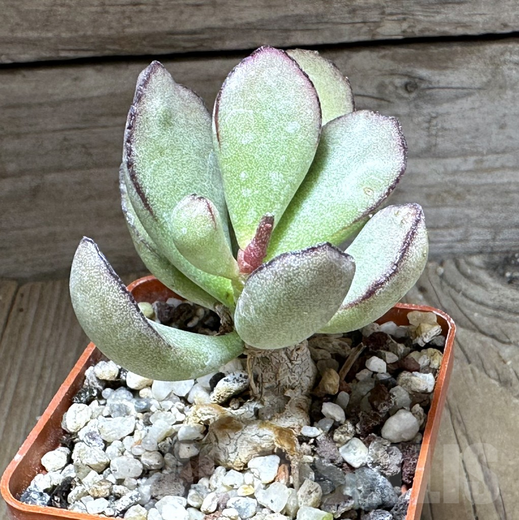 SHPR28740 Adromischus blossianus Holgat LAV 26307