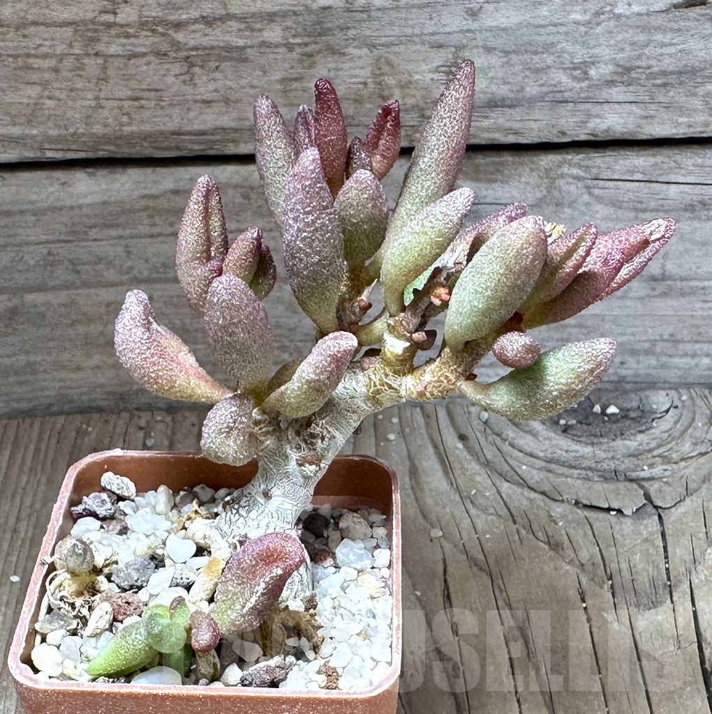 SHPR28741 Adromischus marianae alveolatus