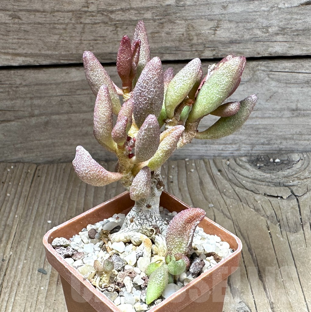 SHPR28741 Adromischus marianae alveolatus - immagine 2