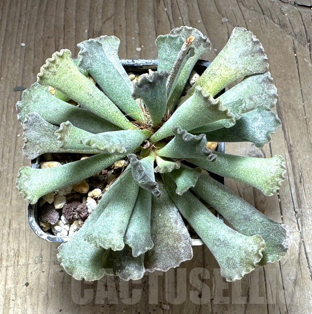SHPR28742 Adromischus cristatus maculatus - immagine 2