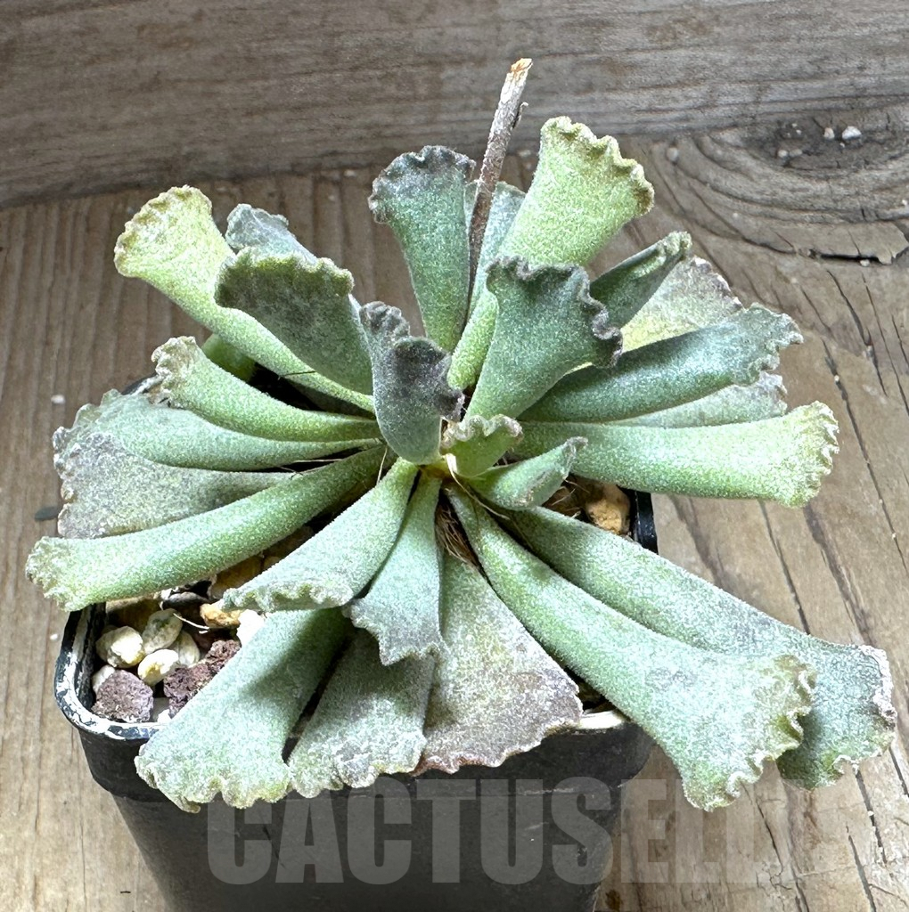 SHPR28742 Adromischus cristatus maculatus