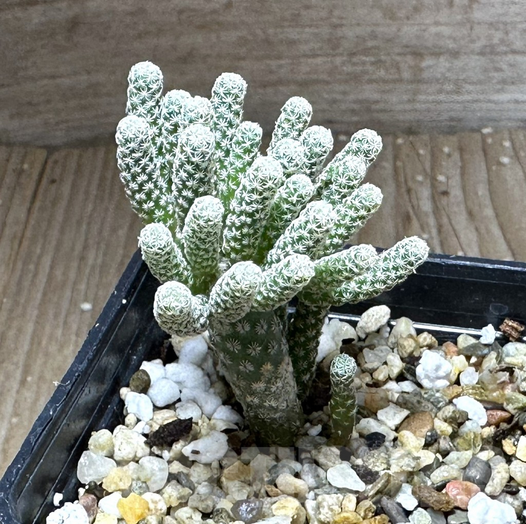 SHPR28743 Turbinicarpus krainzianus v. minimus