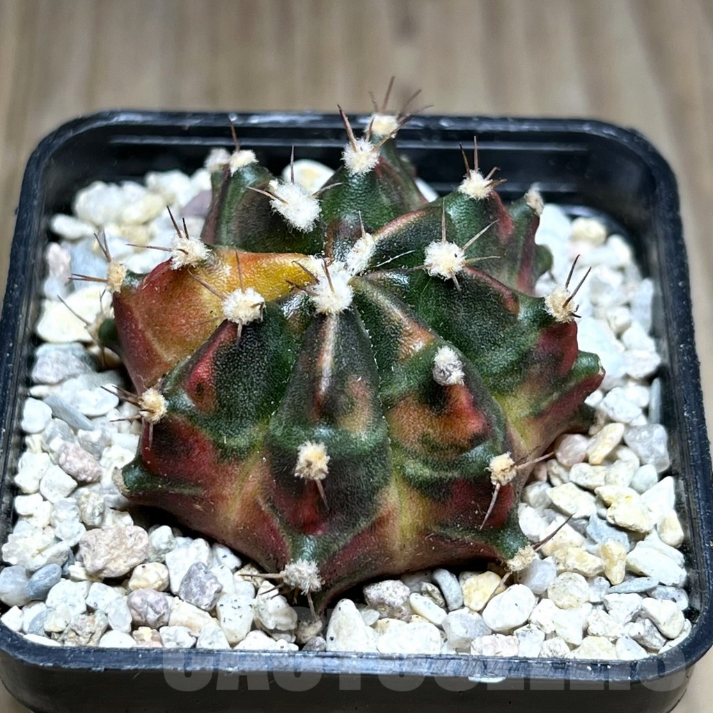 SHPR28059 Gymnocalycium mihanovichii 'Son of Sepia'
