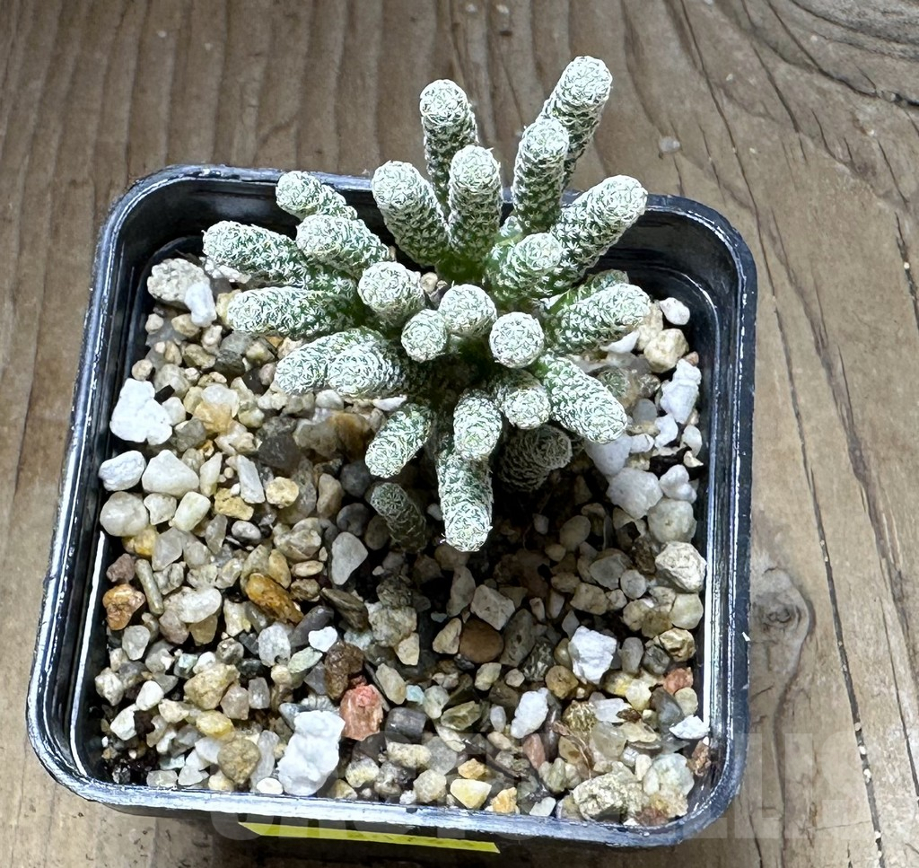 SHPR28743 Turbinicarpus krainzianus v. minimus - Obrázek 2