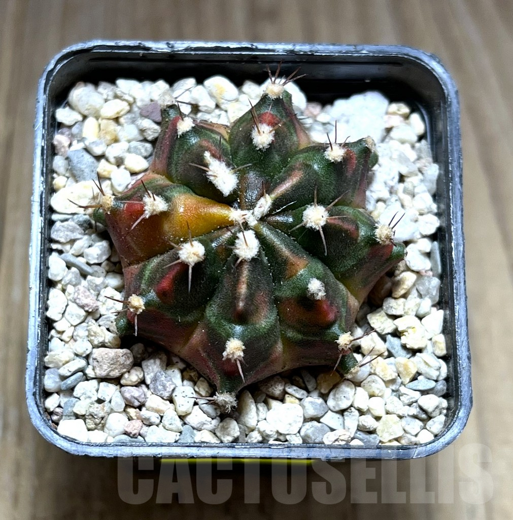 SHPR28059 Gymnocalycium mihanovichii 'Son of Sepia' - Imagen 2