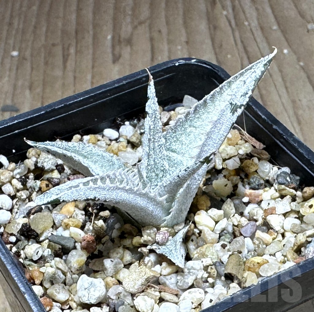 SHPR28744 Dyckia marnier-lapostollei