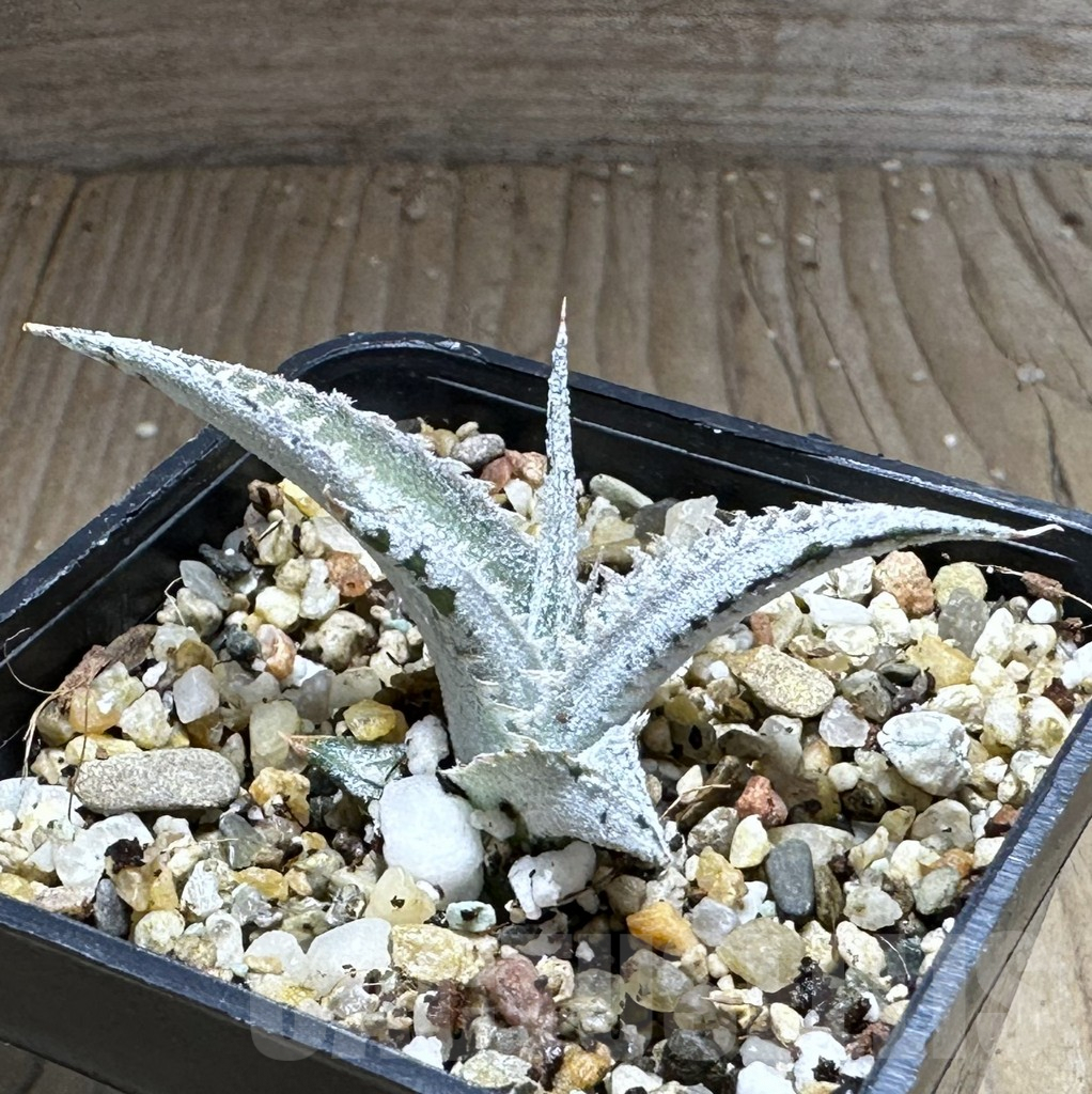 SHPR28744 Dyckia marnier-lapostollei - Image 2
