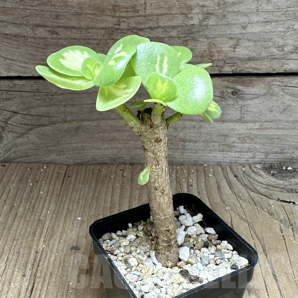 SHPR28745 Portulaca molokiniensis f. variegata - Image 2