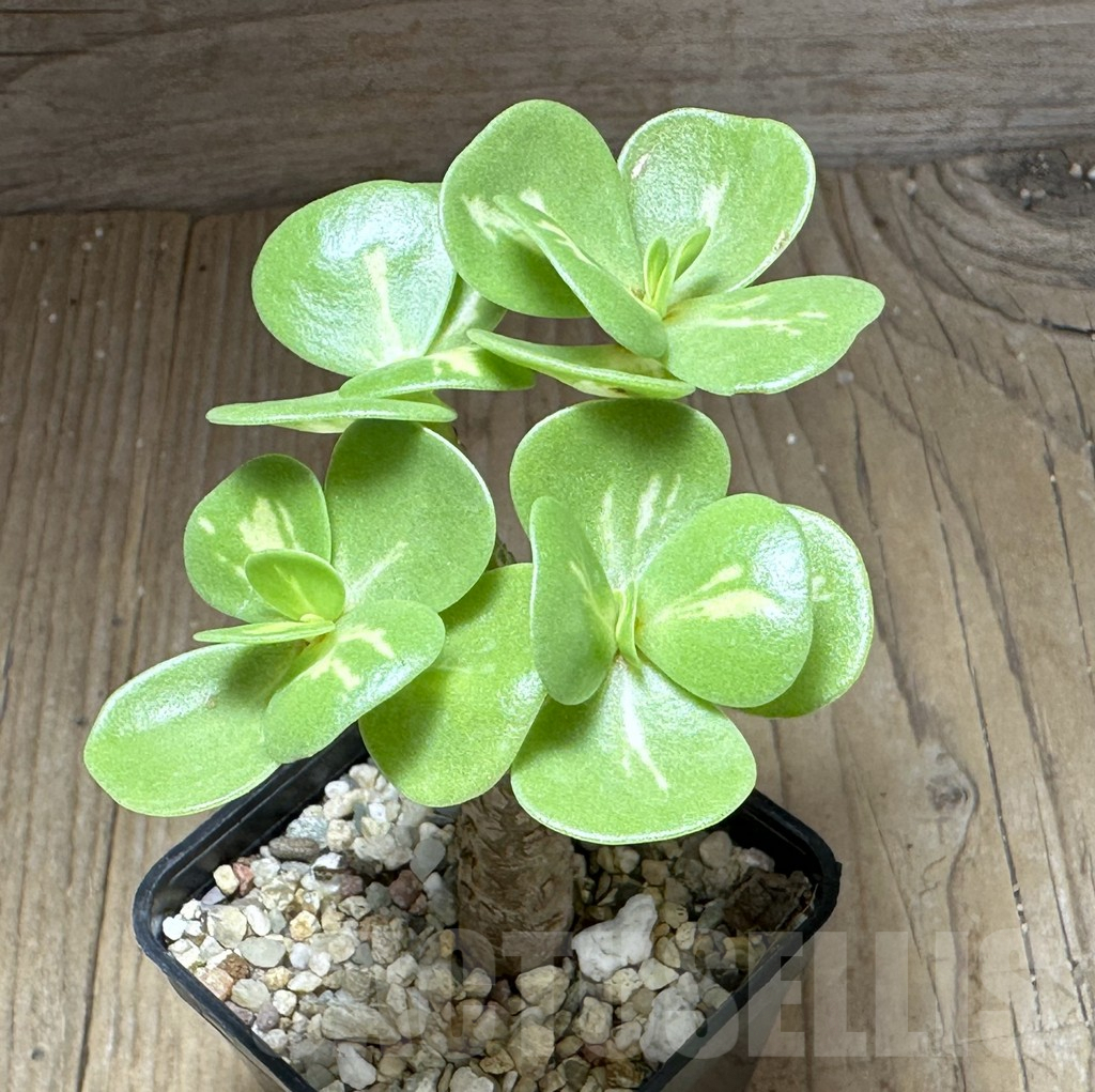 SHPR28746 Portulaca molokiniensis f. variegata