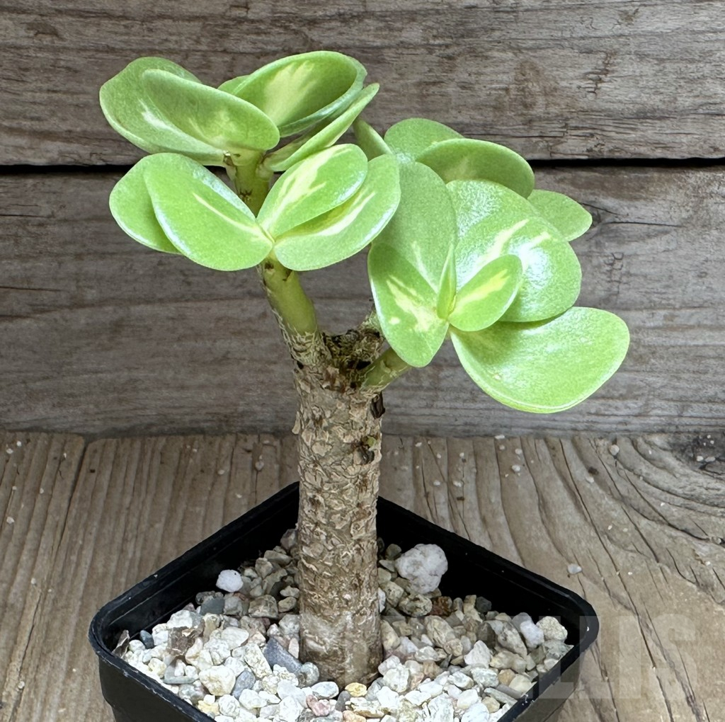 SHPR28746 Portulaca molokiniensis f. variegata - Image 2