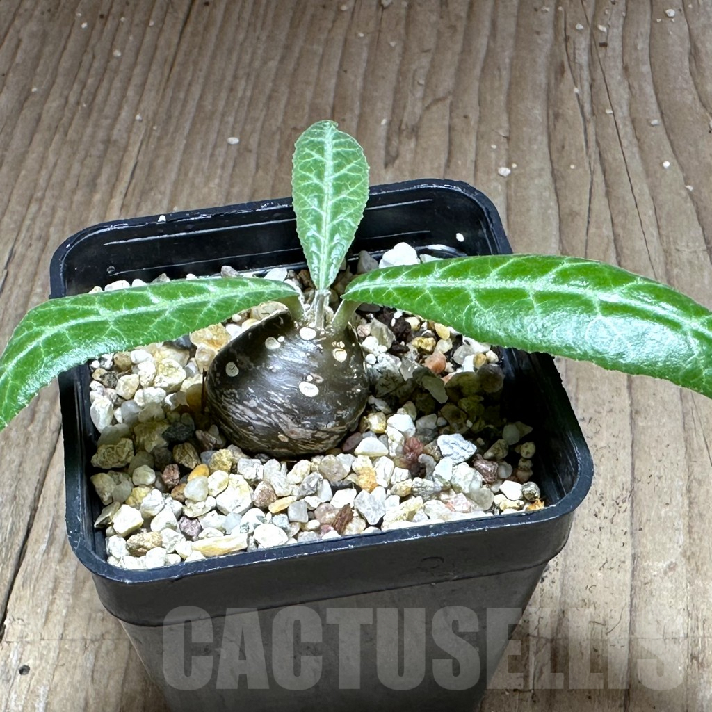 SHPR28748 Dorstenia lancifolia