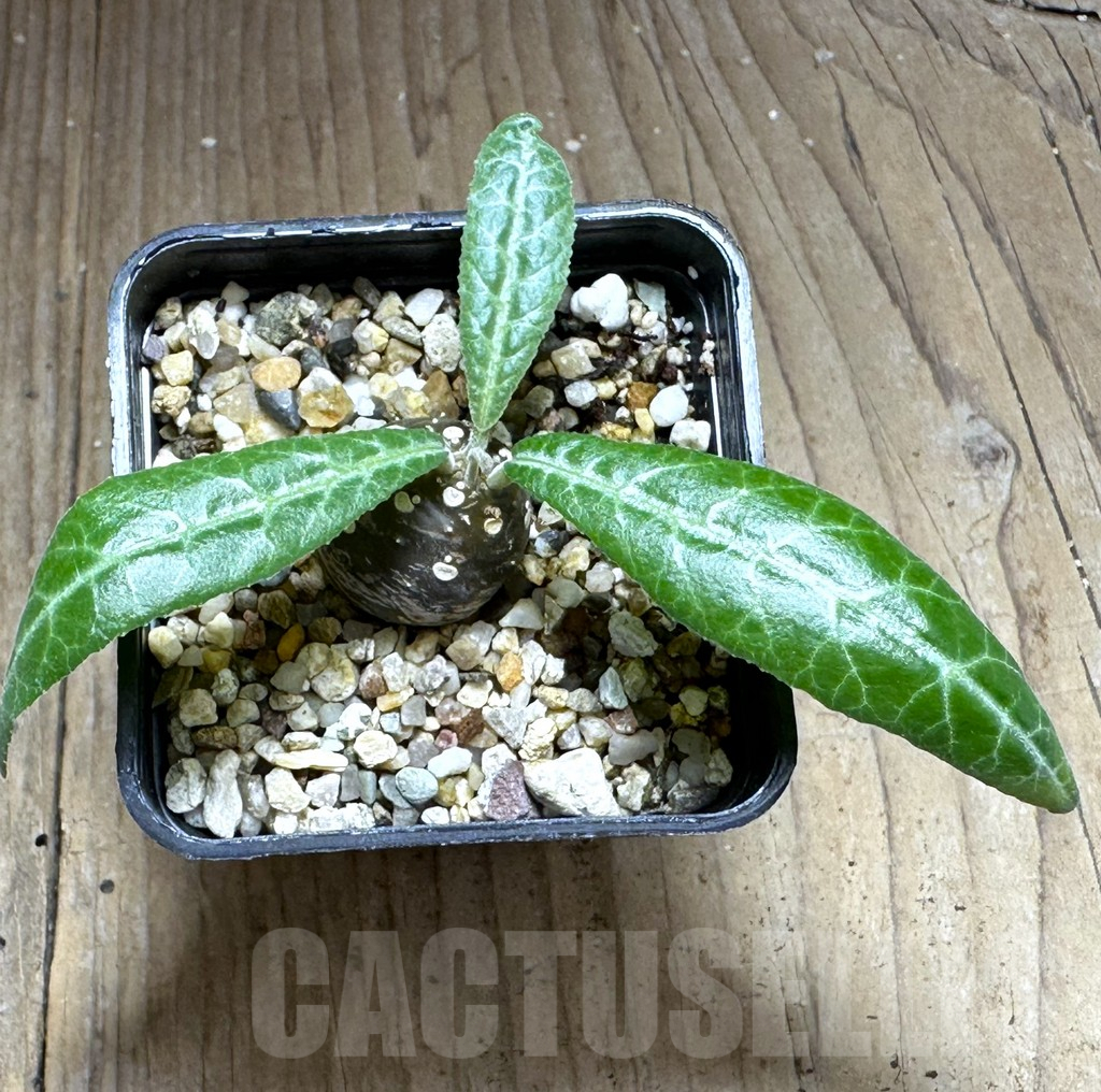 SHPR28748 Dorstenia lancifolia - immagine 2