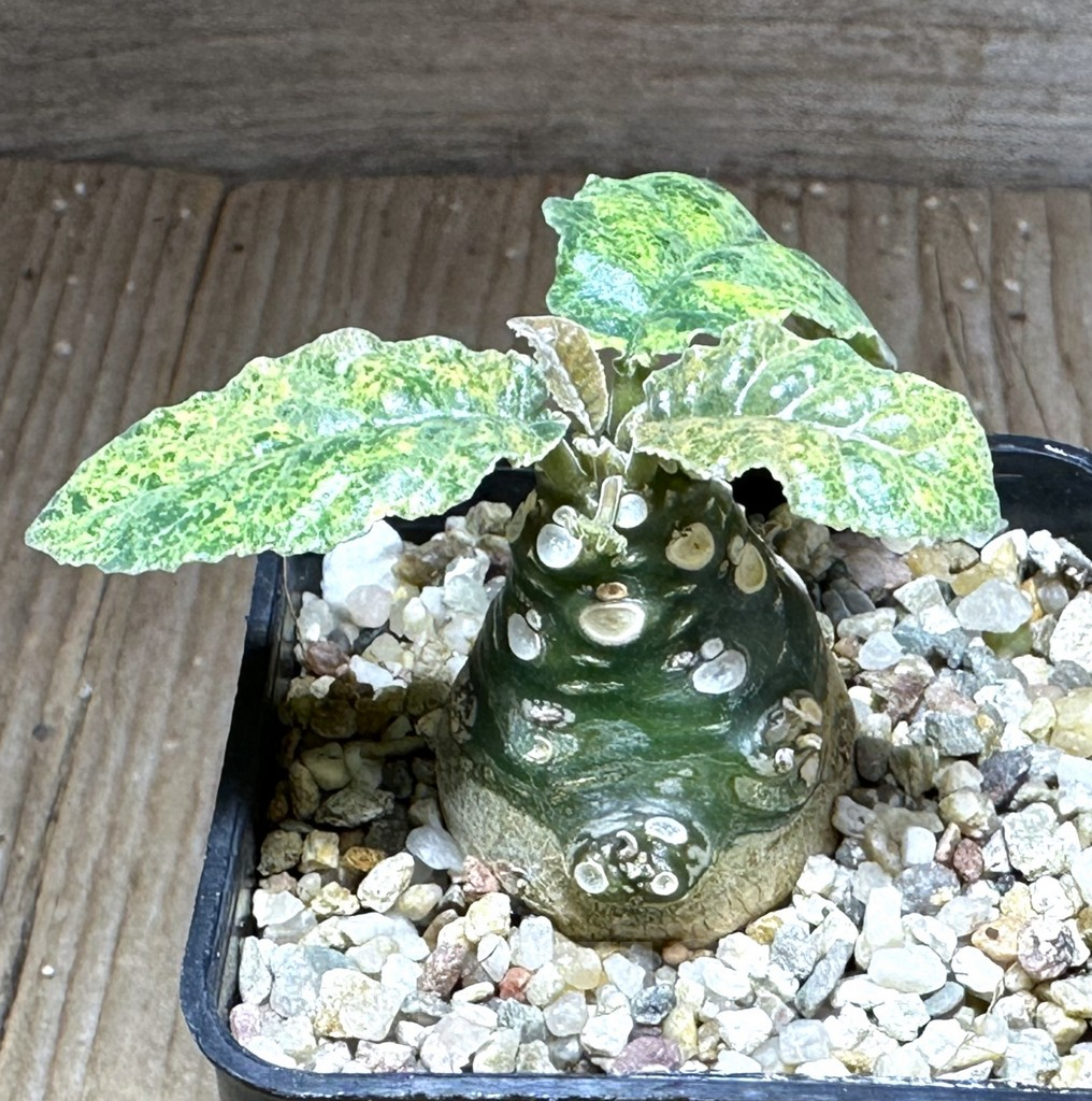 SHPR28749 Dorstenia foetida f. variegata - Imagen 2