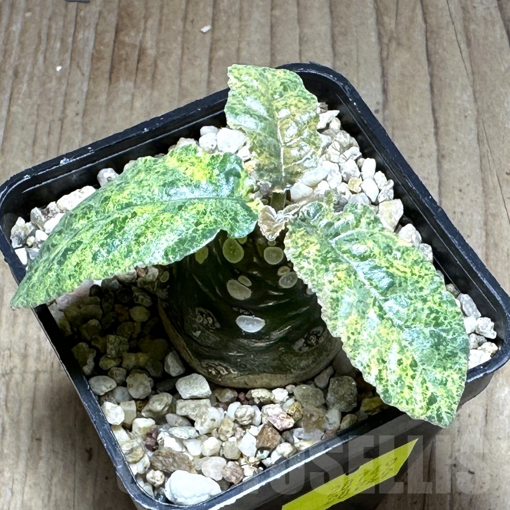 SHPR28749 Dorstenia foetida f. variegata