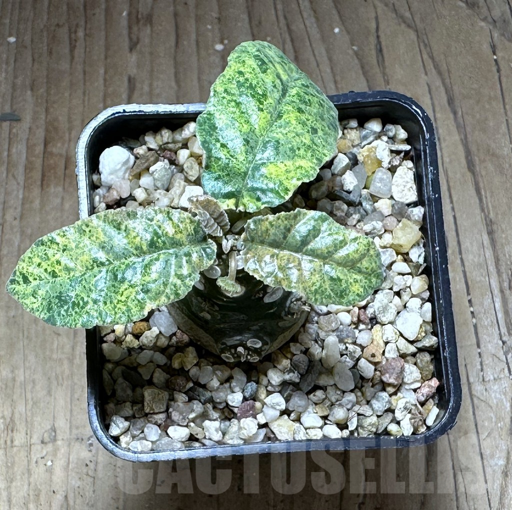 SHPR28749 Dorstenia foetida f. variegata - Imagen 3