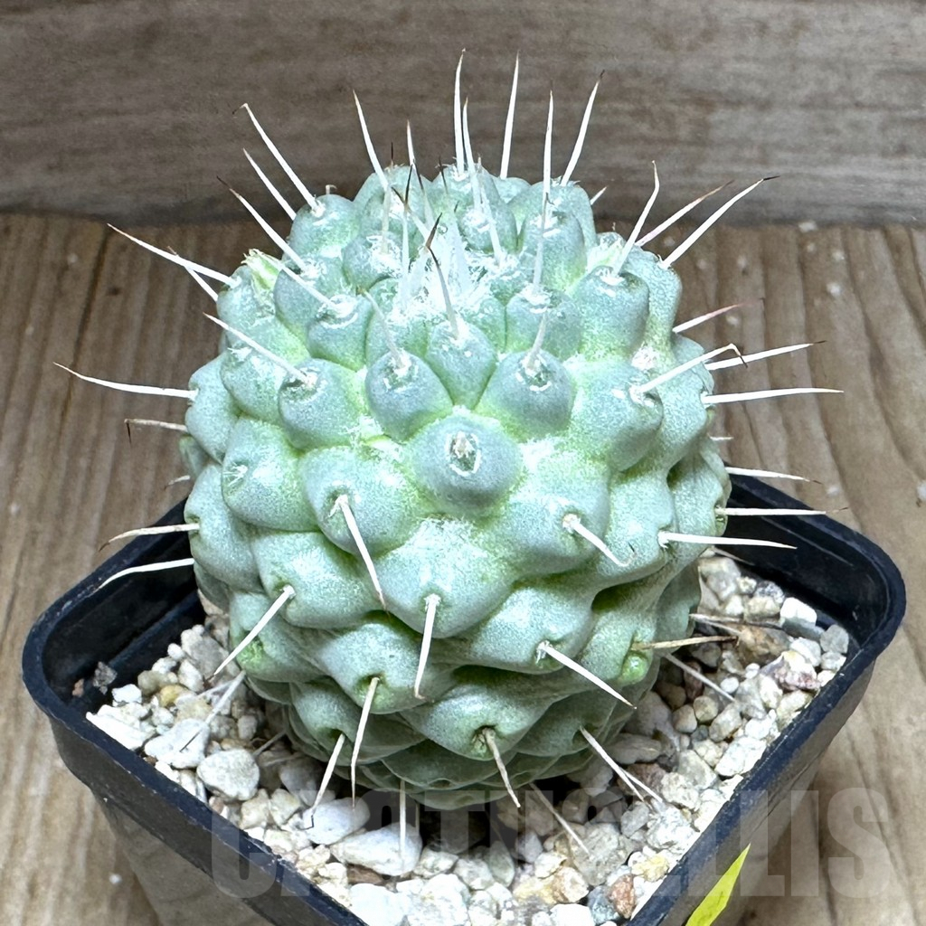 SHPR28750 Mammillaria schumannii f. monstrosa