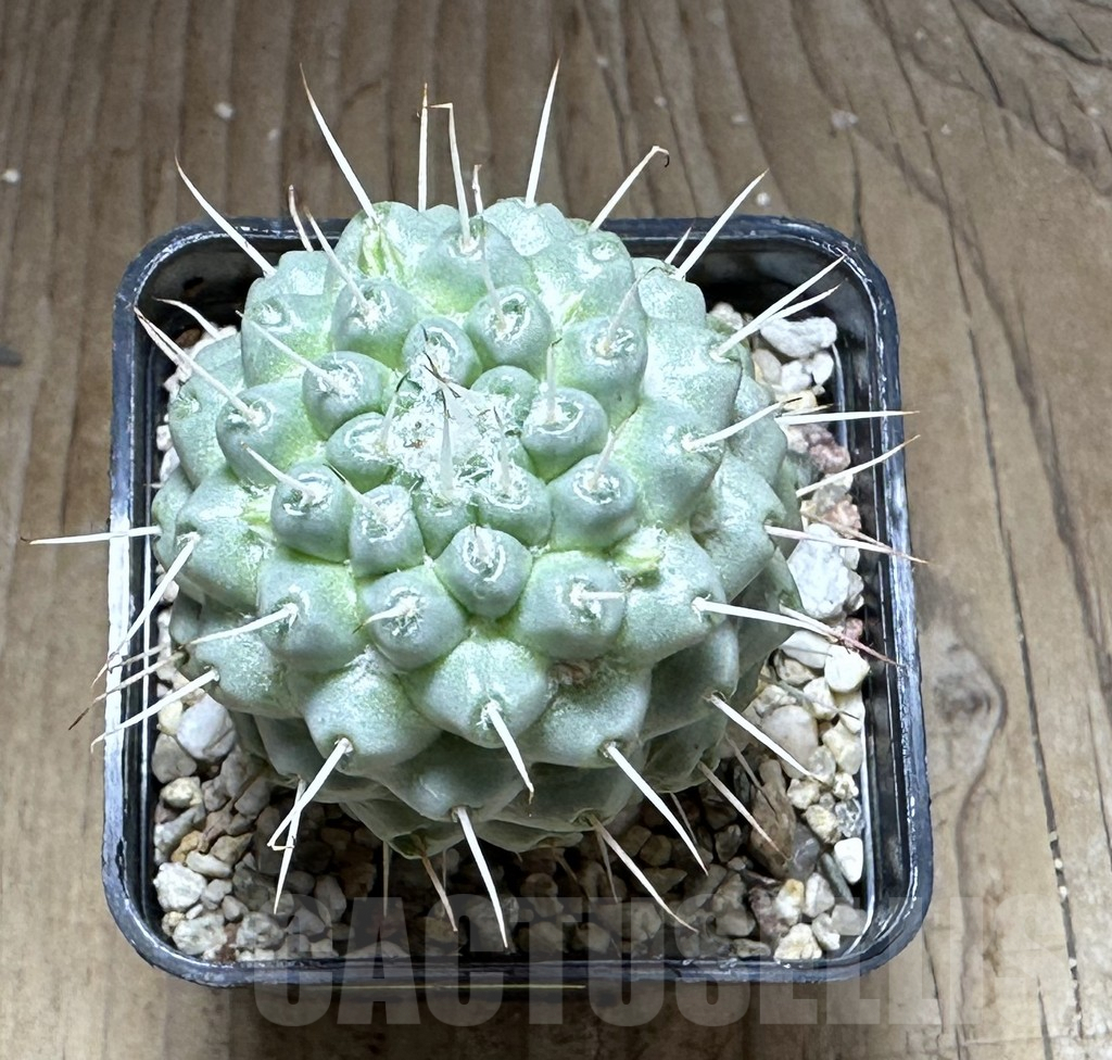 SHPR28750 Mammillaria schumannii f. monstrosa - Image 2