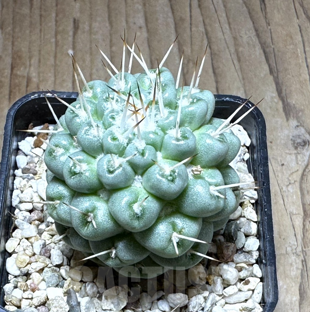 SHPR28751 Mammillaria schumannii f. monstrosa