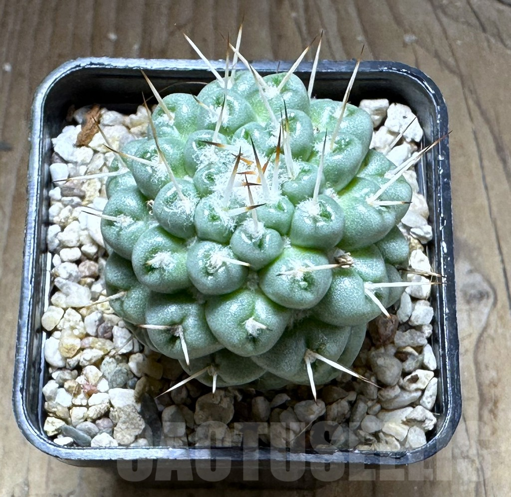 SHPR28751 Mammillaria schumannii f. monstrosa - Image 2