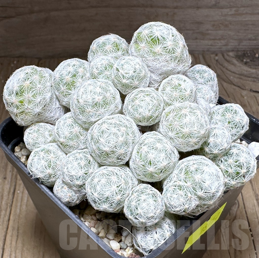 SHPR28752 Mammillaria humboldtii f. caespitosa