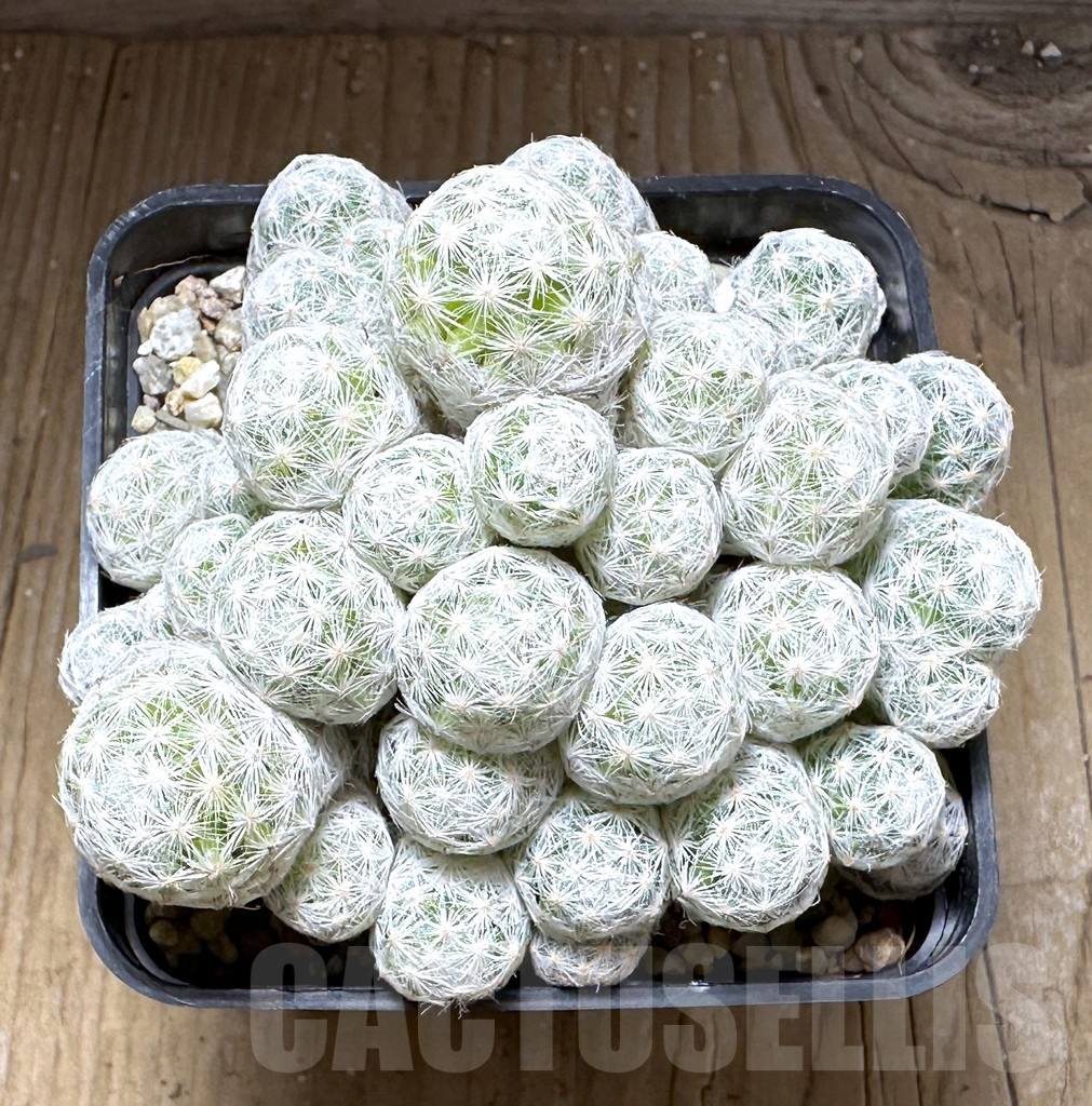 SHPR28752 Mammillaria humboldtii f. caespitosa - Зображення 2