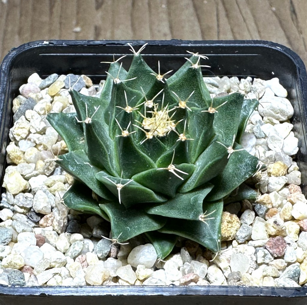 SHPR28755 Obregonia denegrii