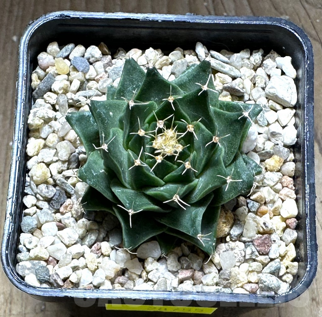 SHPR28755 Obregonia denegrii - Image 2