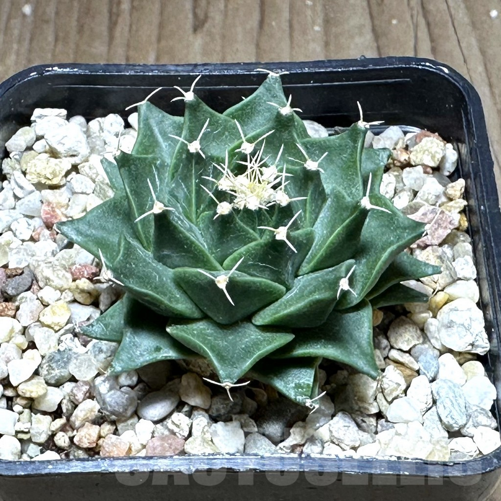 SHPR28756 Obregonia denegrii