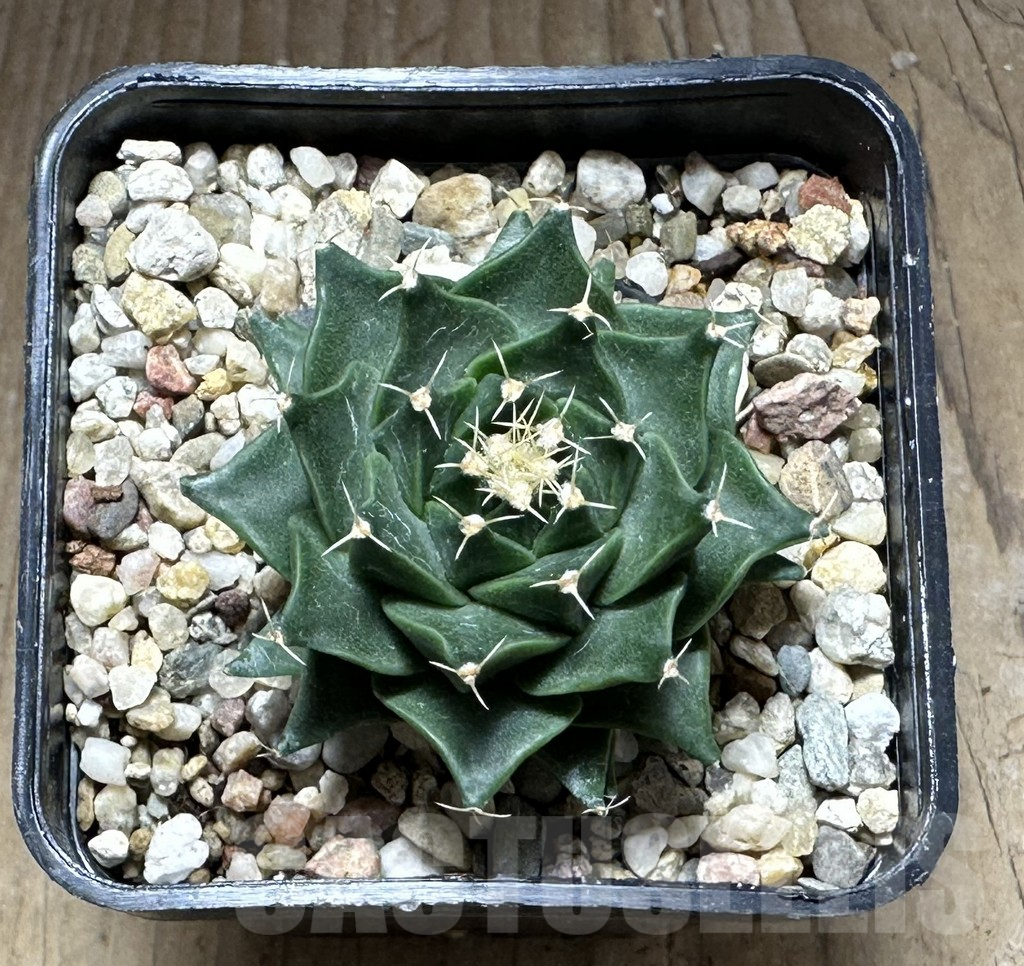 SHPR28756 Obregonia denegrii - Image 2