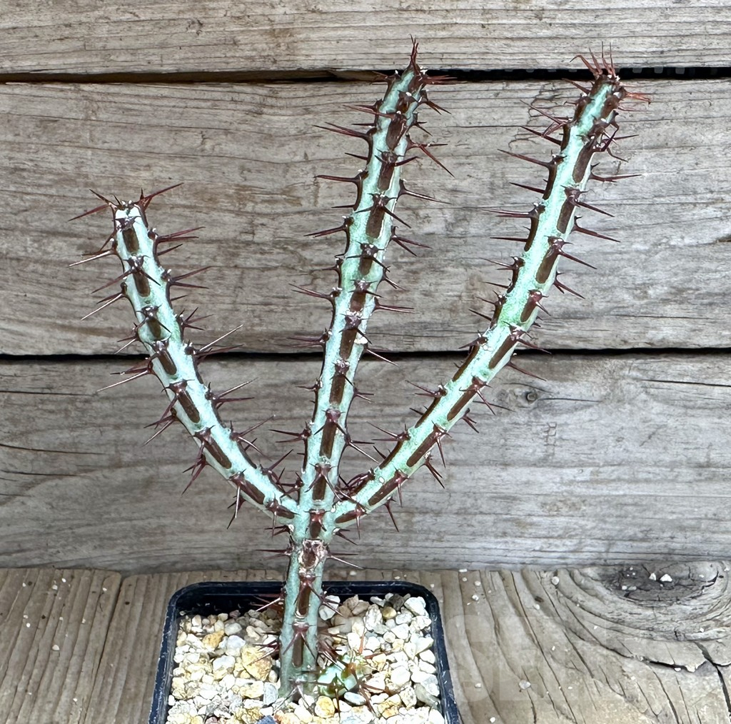 SHPR28764 Euphorbia aeruginosa - Image 2