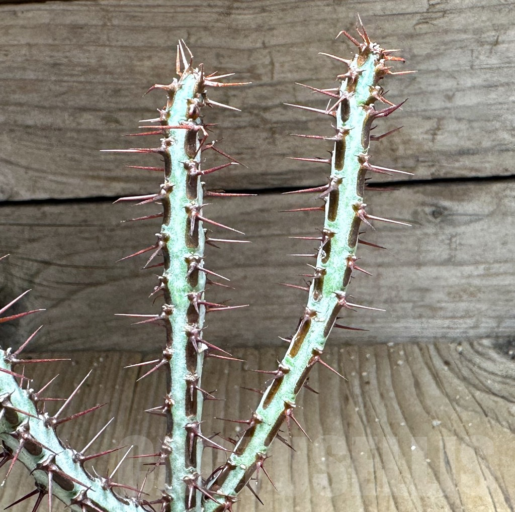 SHPR28764 Euphorbia aeruginosa