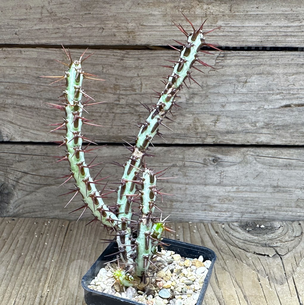 SHPR28766 Euphorbia aeruginosa - Image 2