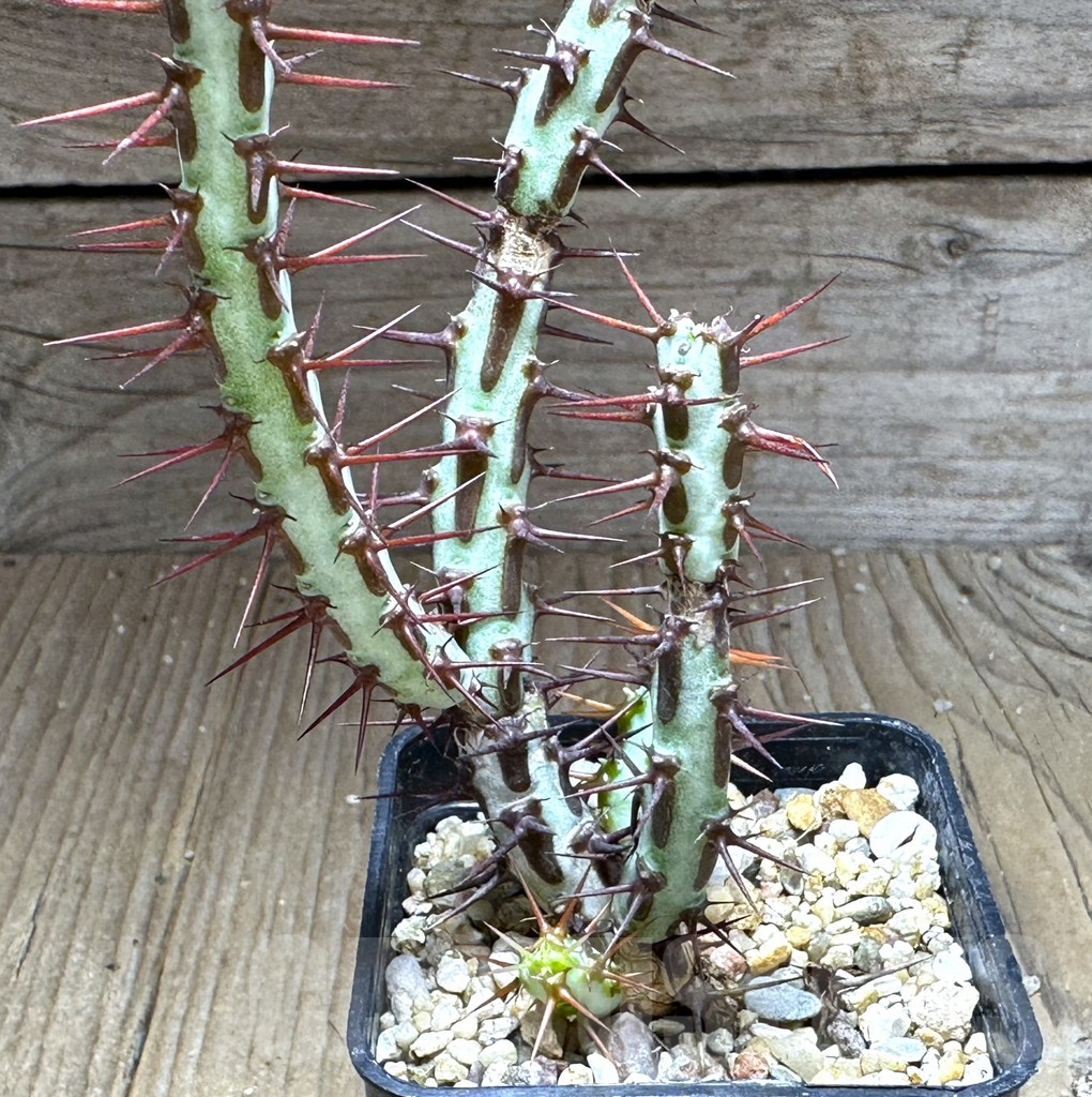 SHPR28766 Euphorbia aeruginosa