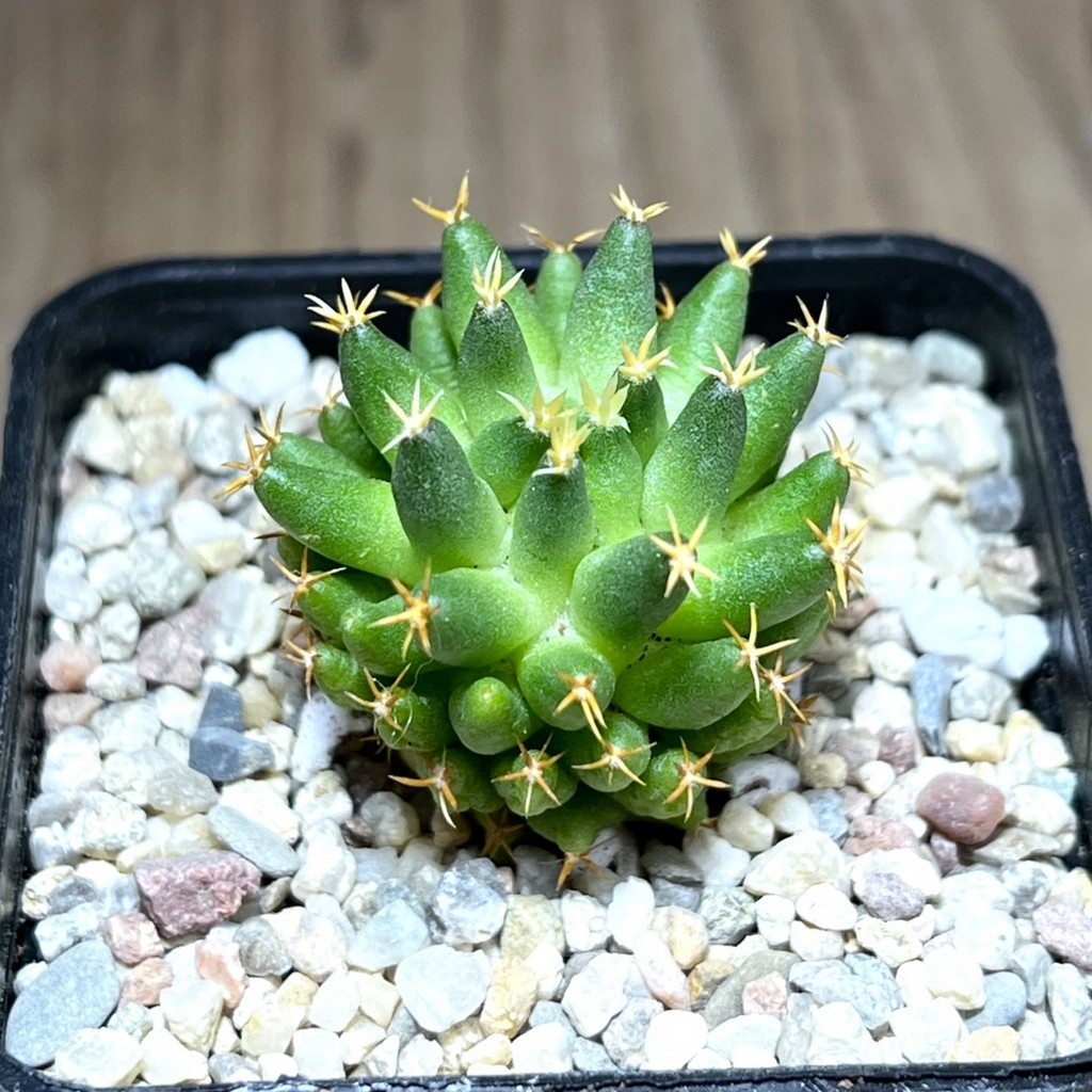 SHPR28186 Mammillaria camptotricha ‘Bru’