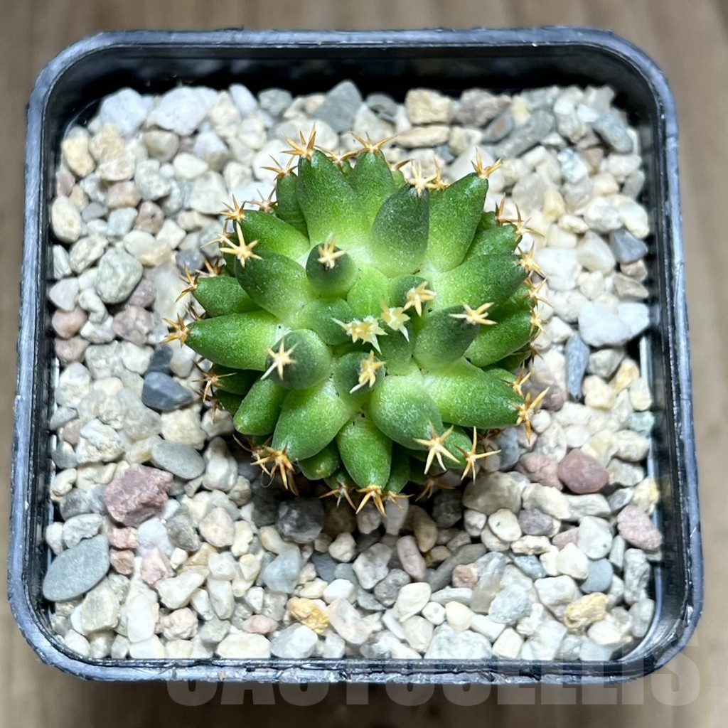 SHPR28186 Mammillaria camptotricha ‘Bru’ - Imagen 2