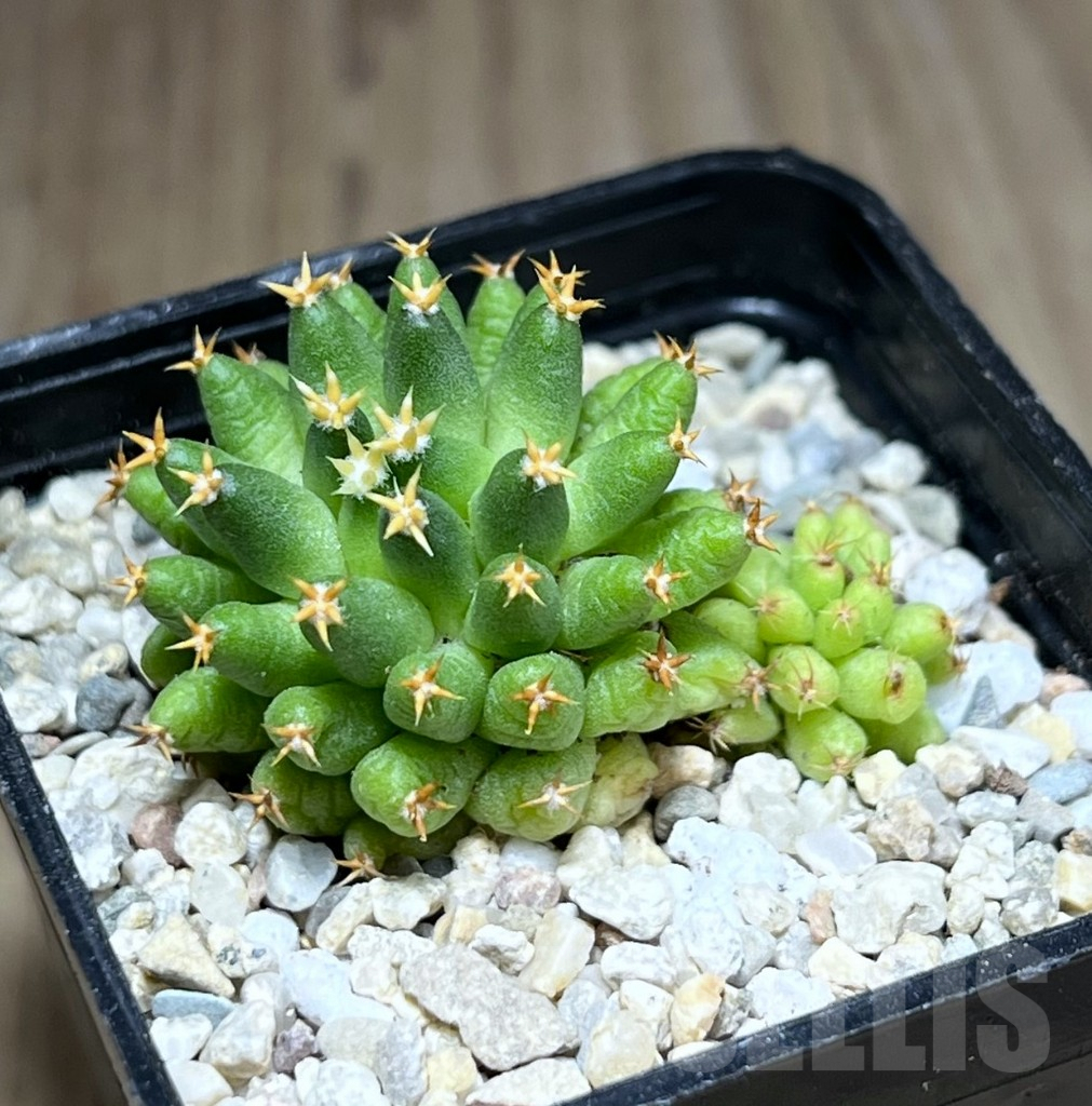 SHPR28187 Mammillaria camptotricha ‘Bru’