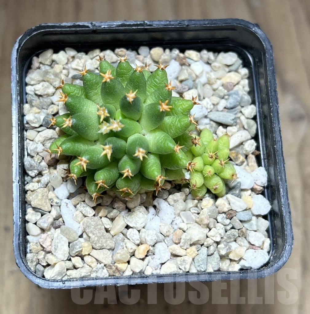 SHPR28187 Mammillaria camptotricha ‘Bru’ - Image 2