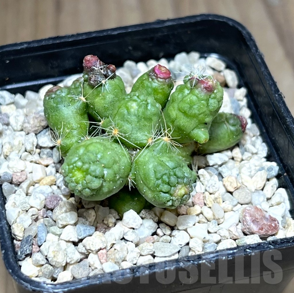 SHPR28189 Mammillaria bocasana ‘Fred’ - Image 2